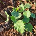 Abutilon grandiflorum Leaf