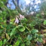 Linnaea borealis Liść