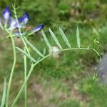 Vicia onobrychioides 葉