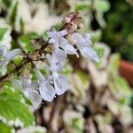 Plectranthus forsteri Цвят