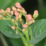 Clerodendrum buchananii Otro