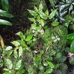 Begonia suffrutescens Hoja