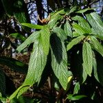 Viburnum rhytidophyllumLeaf