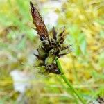 Carex montana Flower