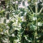Eryngium giganteum Blüte