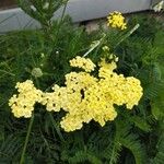 Achillea filipendulinaЦвят