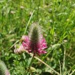 Trifolium purpureum Flor