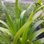 Trimezia gracilis 葉