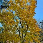 Acer platanoides ശീലം