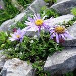 Aster alpinus Plante entière