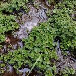 Chrysosplenium americanum Leaf