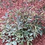 Nandina domesticaFuelha