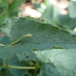 Aristolochia pistolochia Blad