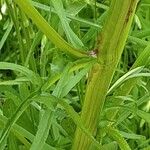 Crepis biennis Bark