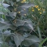 Verbascum densiflorum Frunză