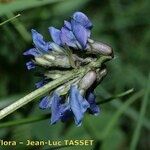 Oxytropis lapponica Flower