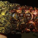 Sclerosperma mannii Frucht