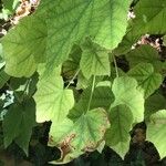 Dombeya burgessiae Лист
