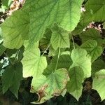 Dombeya burgessiae 葉