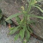 Erigeron sumatrensis Leaf