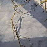 Potamogeton trichoides Leaf