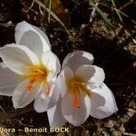 Crocus cancellatus ফুল