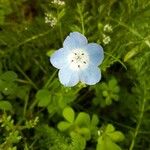 Nemophila phacelioides Цвят