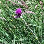 Cirsium rivulare Çiçek