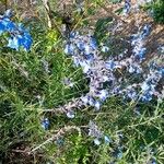 Salvia azurea 花