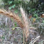 Elymus virginicus Frucht