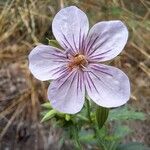 Geranium krameri 花