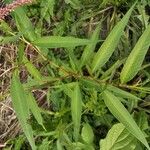 Polygonum lapathifolium Hoja