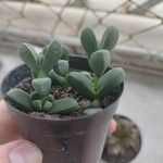 Delosperma lehmannii Лист