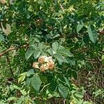 Rosa canina Листок