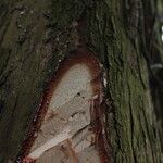 Pterocarpus soyauxii Kéreg/szár