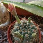 Gymnocalycium baldianum Folha