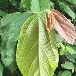 Microcos paniculata Blatt