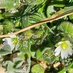 Cerastium diffusum Buveinė