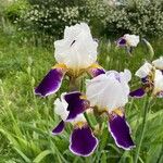 Iris × germanica Kukka
