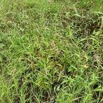 Persicaria hydropiper Hábito