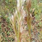 Andropogon bicornis Leaf