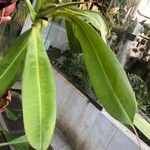 Nepenthes mirabilis Leaf