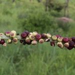 Cussonia arborea Fruit