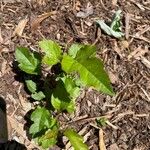 Malus coronaria Leaf