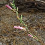 Gayophytum eriospermum Flower