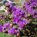 Rhododendron russatum Habit