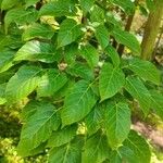 Acer davidii Leaf