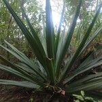 Furcraea parmentieri Leaf