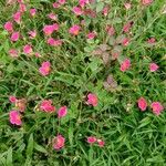 Portulaca grandiflora Habit