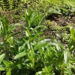 Epilobium tetragonumFrunză